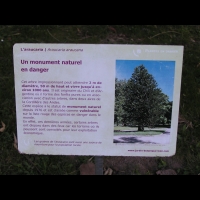 Araucaria, Araucaria araucana (Chili, Argentine) (txt)